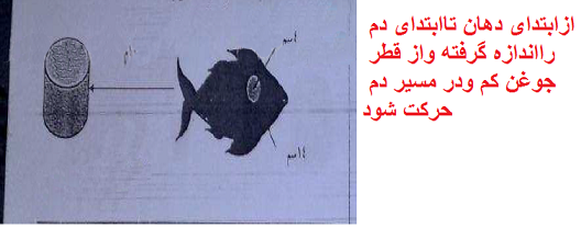 معنی نشانه سنگ ماهی در گنج و دفینه یابی,علامت و نماد ماهی نشانه چیست؟